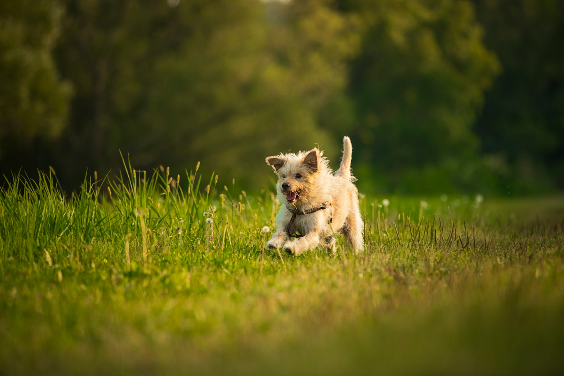 Soins naturels Véti-Sana pour chien