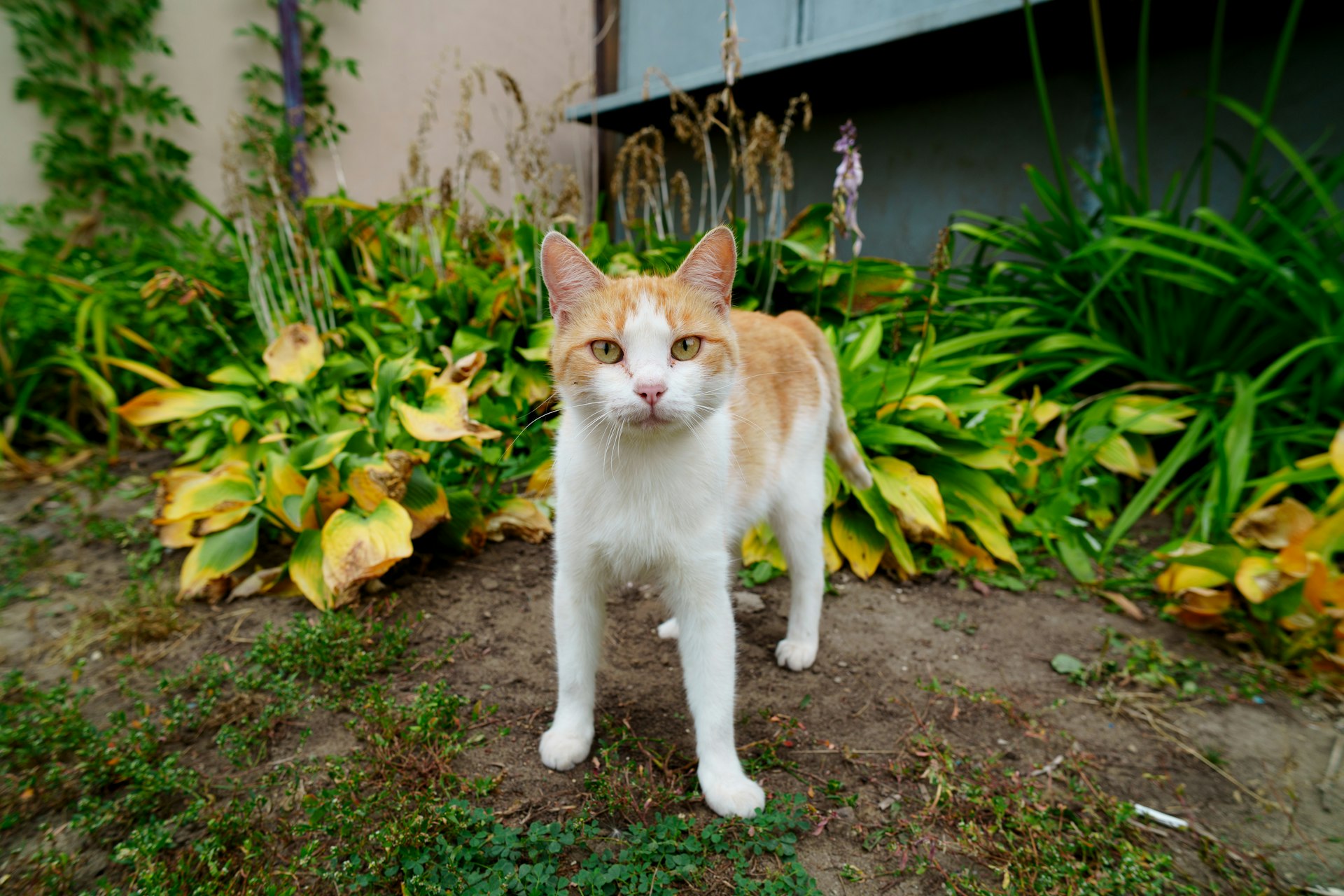 Soins naturels Véti-Sana pour chat
