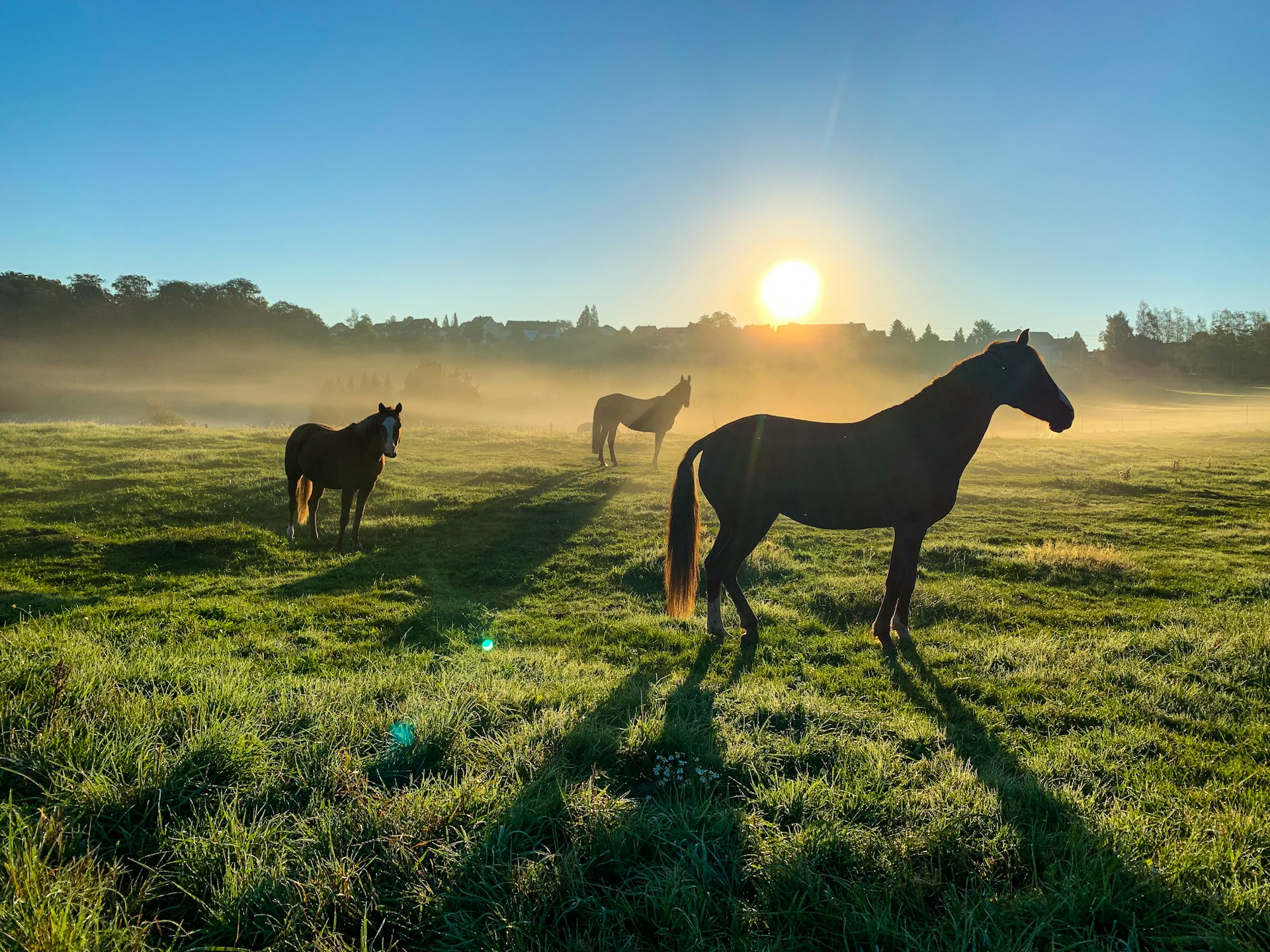 Soins naturels Véti-Sana pour cheval