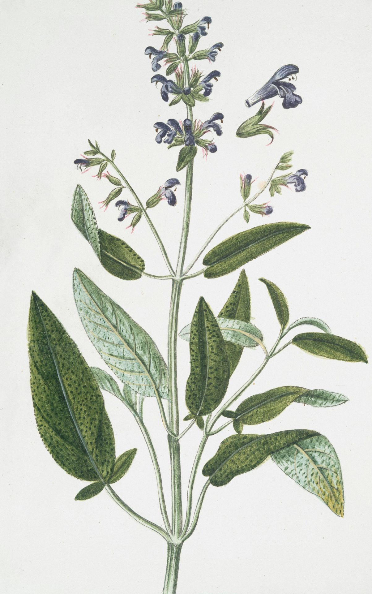 Laboratoire Géomer — Véti-Sana